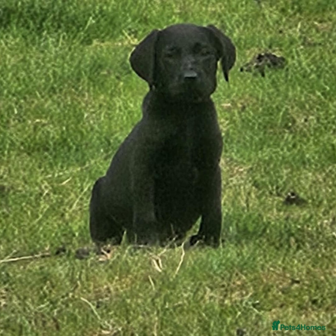 Labrador Retriever dogs for sale: Gorgeous black lab pups - Image 1