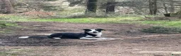 Mixed Breed dogs for sale: Henry  - Advert 3
