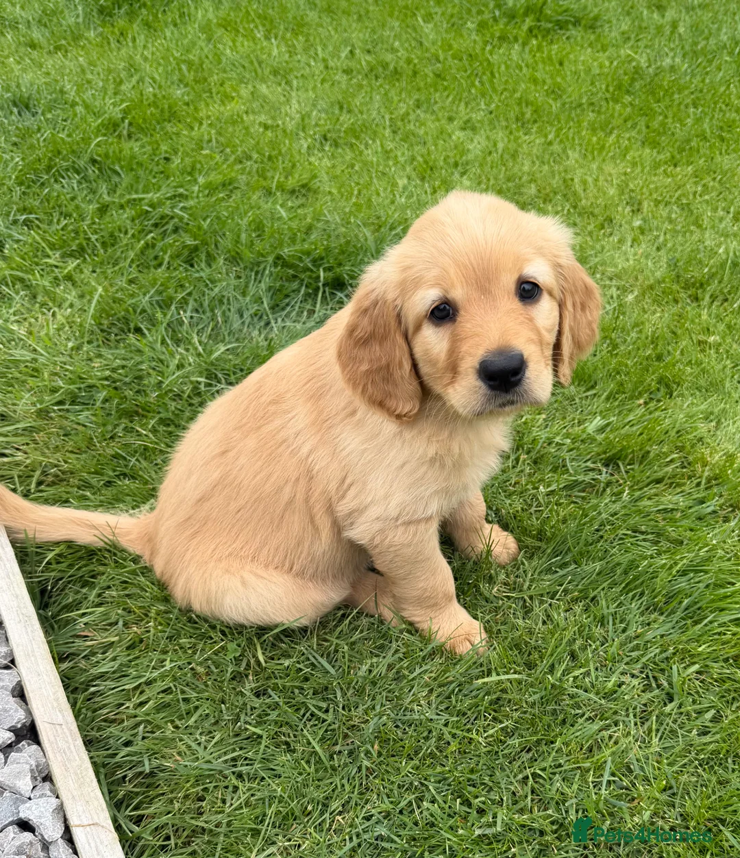 Goldendoodle dogs for sale: Ready to leave this week!! 1 girl left!!!  - Advert 1