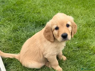 Goldendoodle dogs **2 girls remaining** Ready to leave next week!! - Advert 4