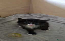 Ragdoll cats for sale: 3 beautiful girls ragdoll x domestic left! - Image 10