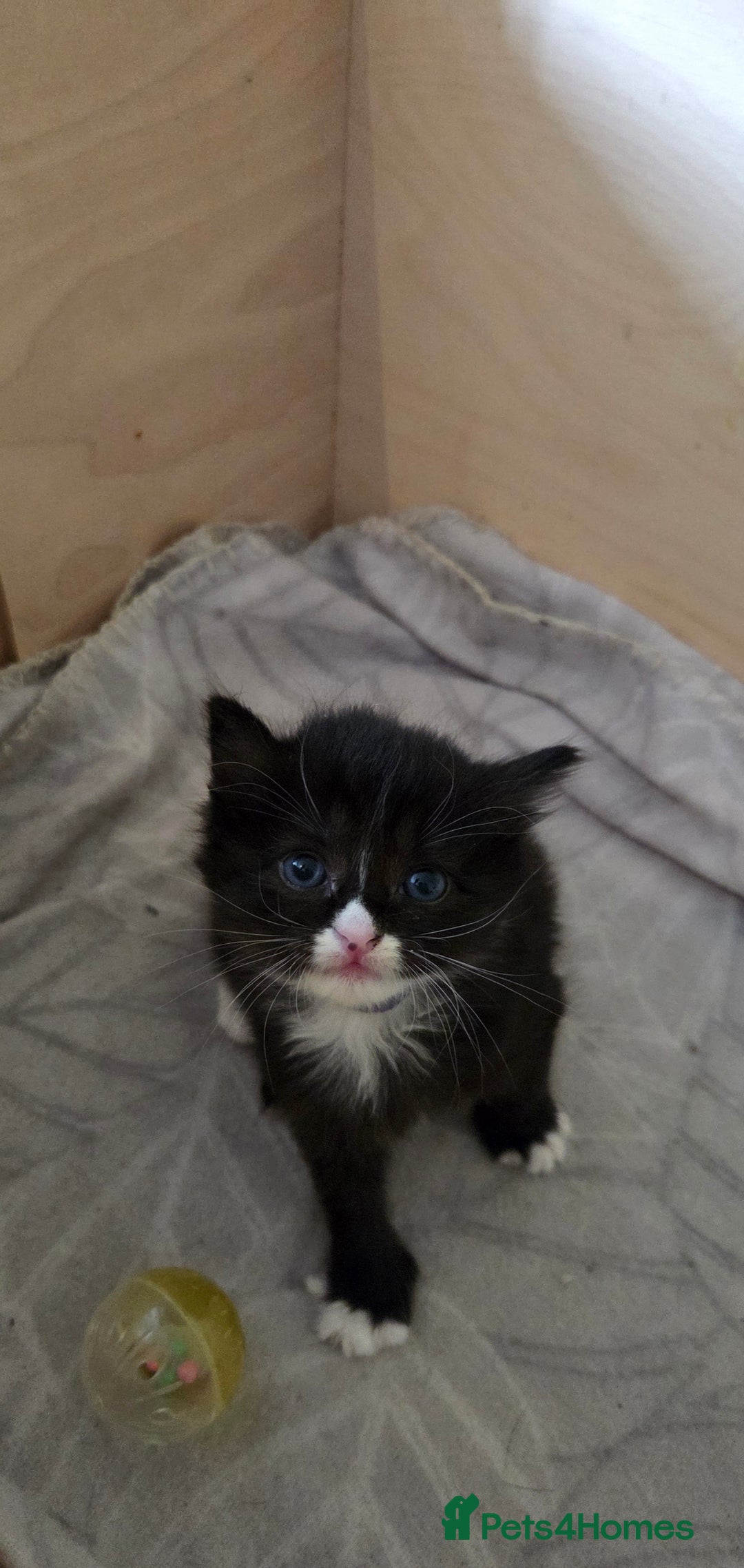 Ragdoll cats for sale: 3 beautiful girls ragdoll x domestic left! - Image 10