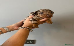 Dachshund dogs for sale: 6 little Dacshund puppies! 2 Dapples!  - Image 10