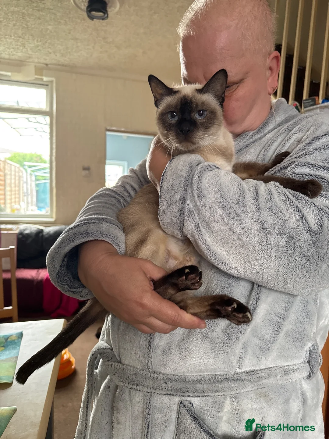 Siamese cats for sale: Siamese kittens - Advert 10