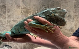 Iguana reptiles for sale: Tank the tame Blue Iguana  - Image 12