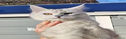 Maine Coon cats for sale: Import, spayed silver shaded girl ❤️ - Advert 8