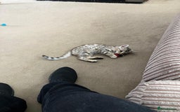 Bengal cats for sale: Multi-coloured bengal for sale (male) - Image 6