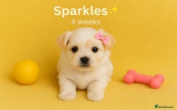 Maltese dogs for sale: 🌟 Premium Teacup, 100% Korean Maltese Puppies🌟 - Image 4