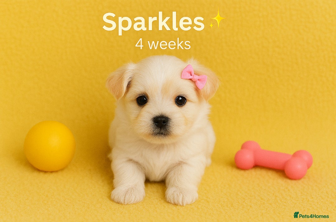 Maltese dogs for sale: 🌟 Premium Teacup, 100% Korean Maltese Puppies🌟 - Image 4