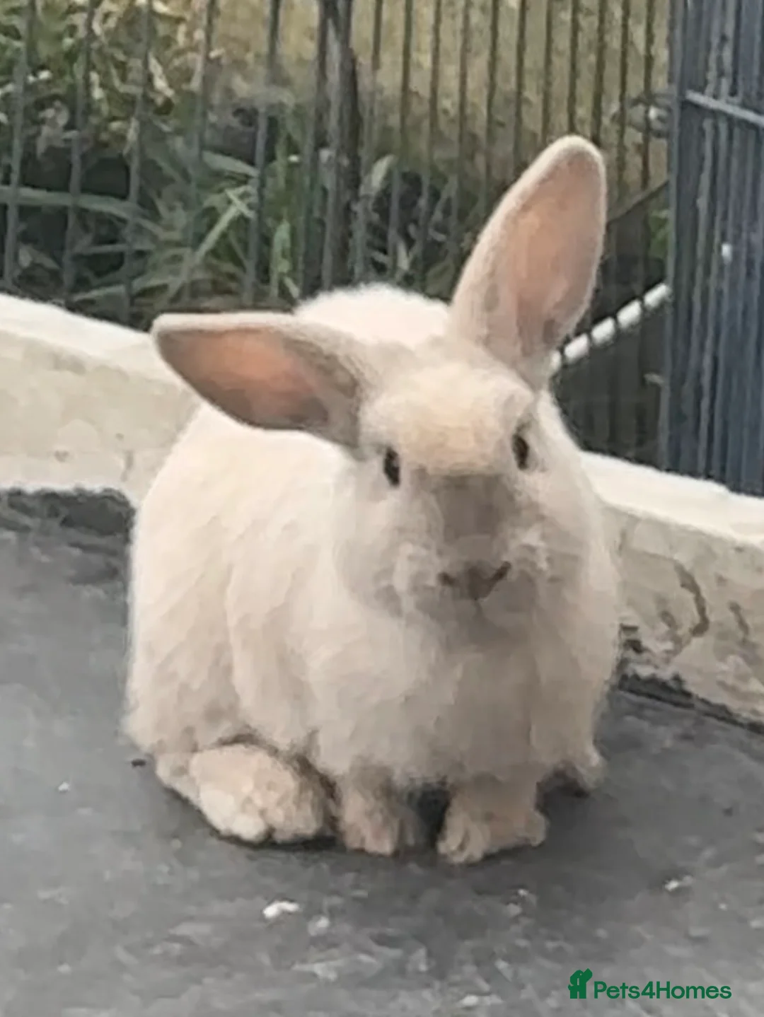Mini Lop rabbits for sale: female mini lop needing a rehome - Advert 2