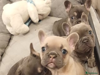 French Bulldog dogs Beautiful litter of amazing babies - Advert 3