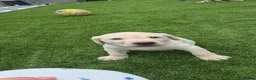 Labrador Retriever dogs for sale: 3 Beautiful Labs for sale 2x Boys 1x Girls  - Advert 4