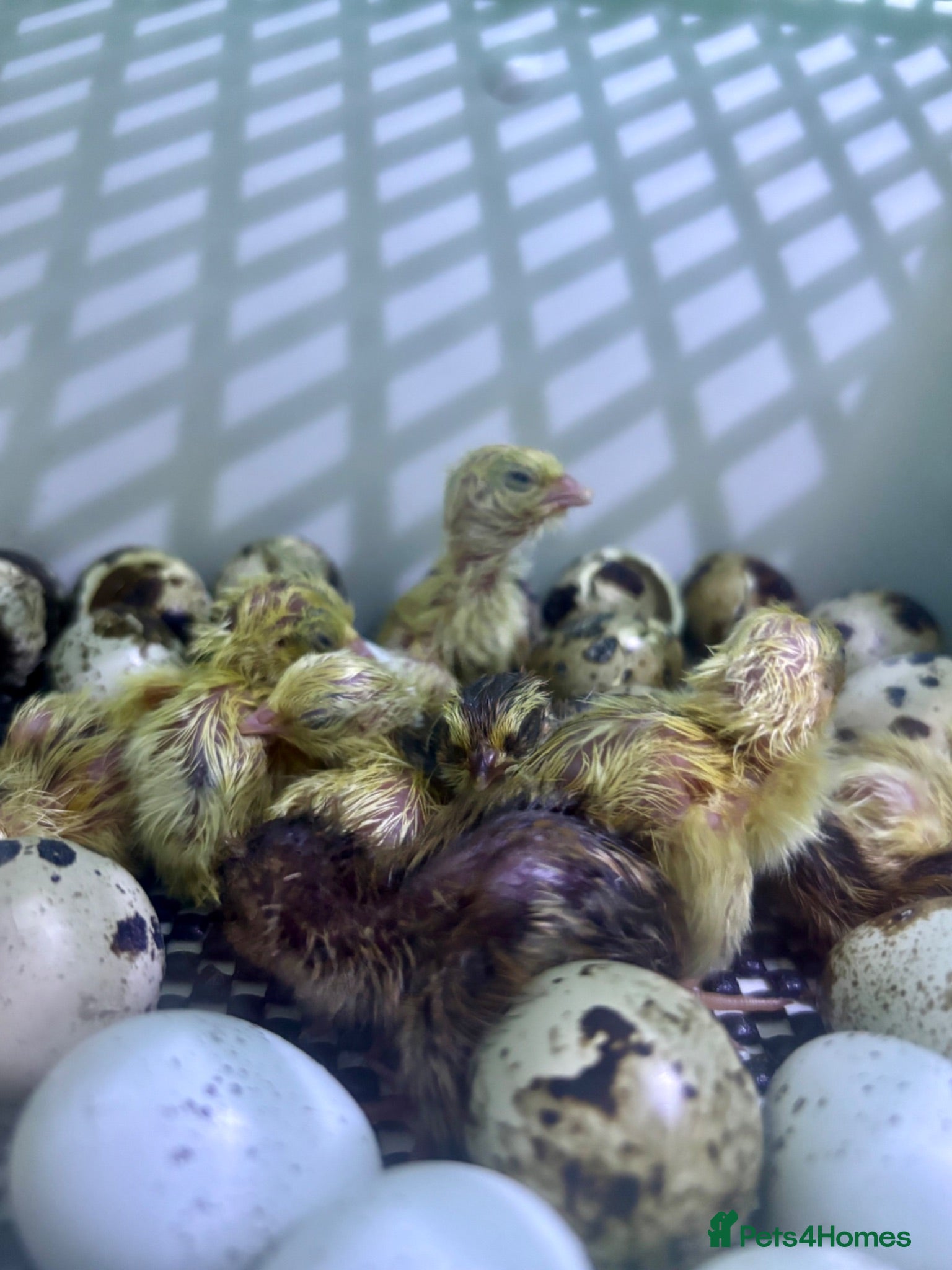 Quail poultry HATCHING SOON! Mixed Coturnix Quail Chicks - Advert 2