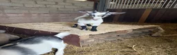 Goats livestock for sale: 4 beautiful Pygmy kids ❤️ - Advert 8