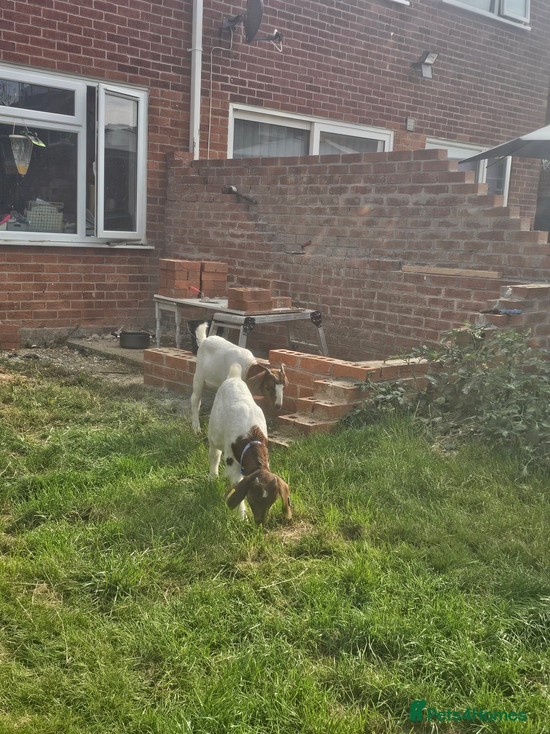 Goats livestock for sale: Two goats, one male one female - Image 4