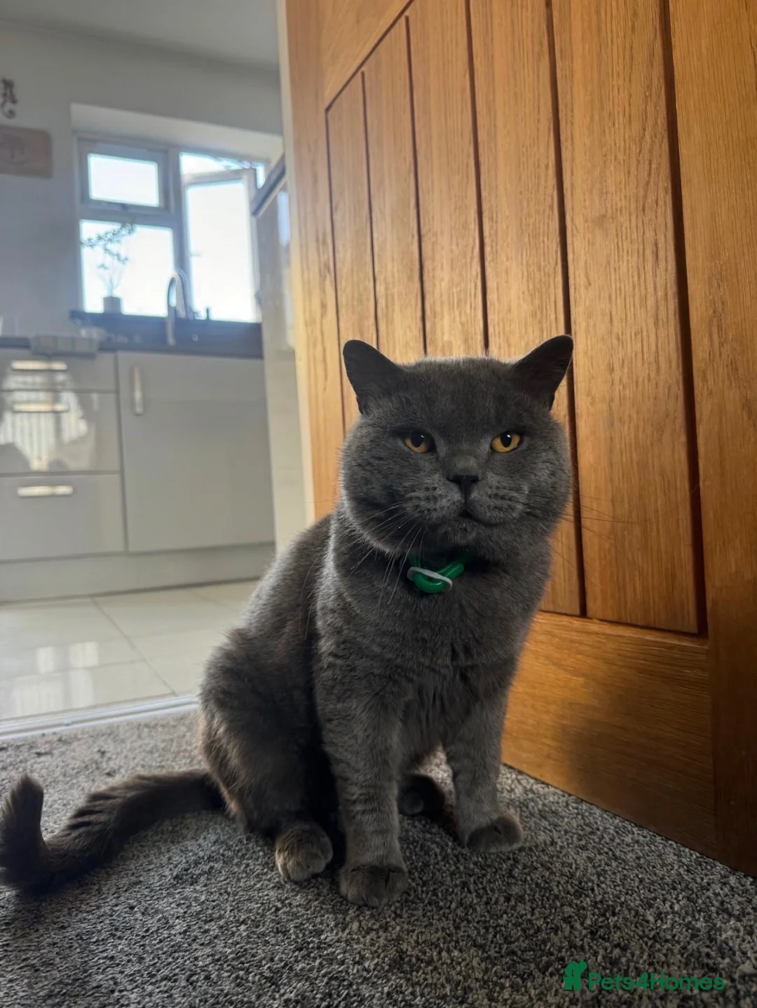 British Shorthair cats for sale: British shorthair (blue)  - Advert 6