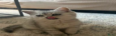 British Shorthair 2