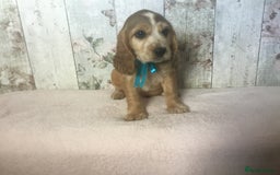 Cocker Spaniel dogs for sale: Adorable, Social, Confident KC reg Cocker pups - Image 18