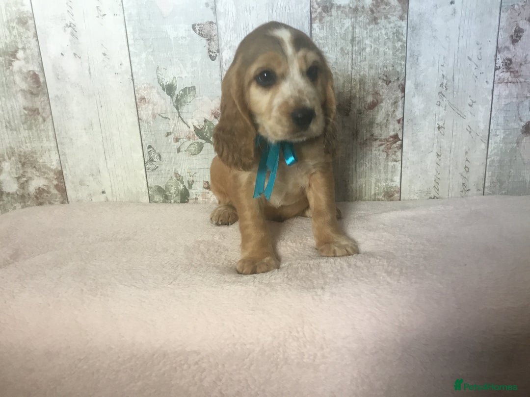 Cocker Spaniel dogs for sale: Adorable, Social, Confident KC reg Cocker pups - Image 18