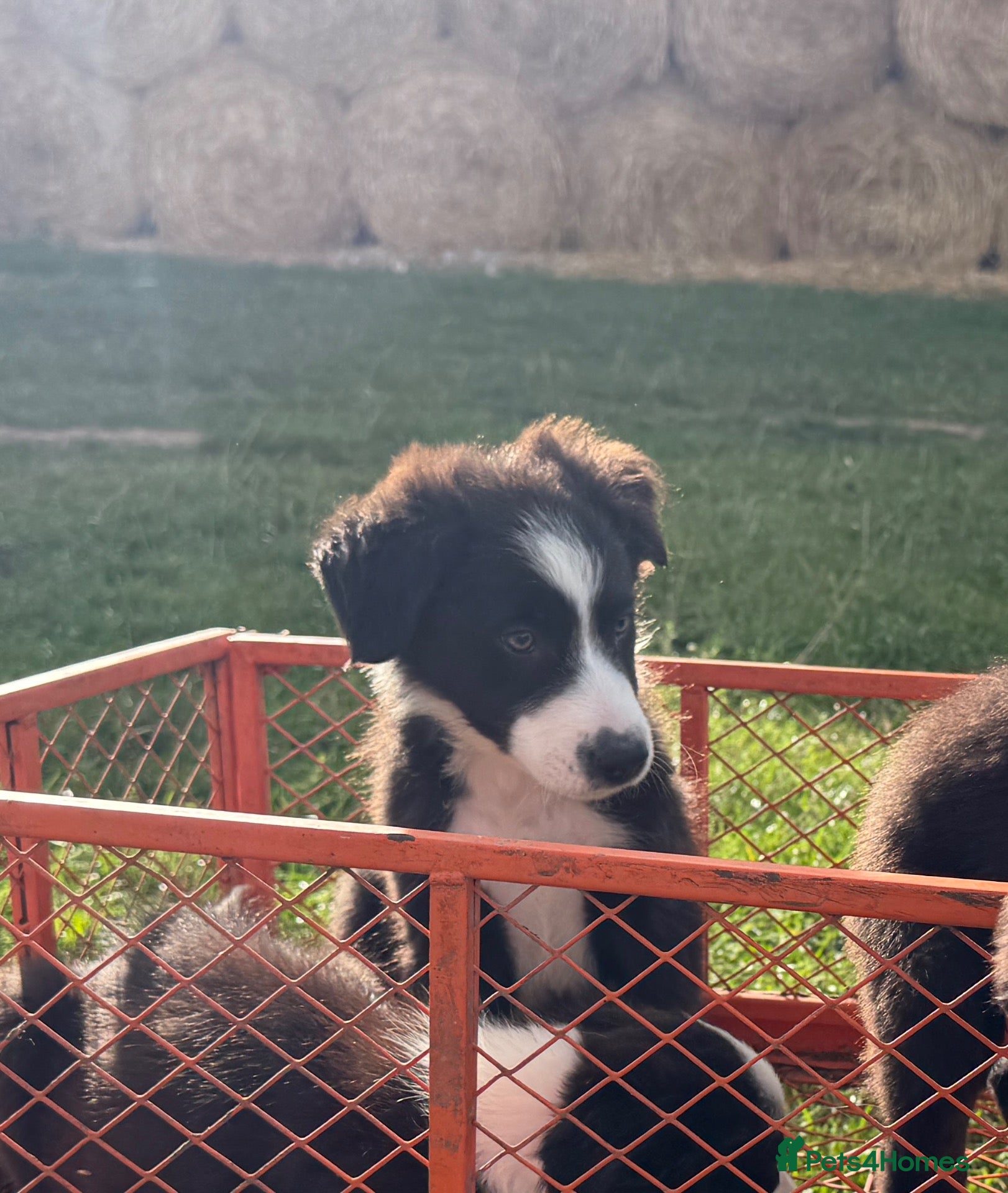 Border Collie dogs KC reg Border Collie Pups, health clear parents  - Advert 1
