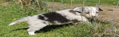Border Collie Puppy 3
