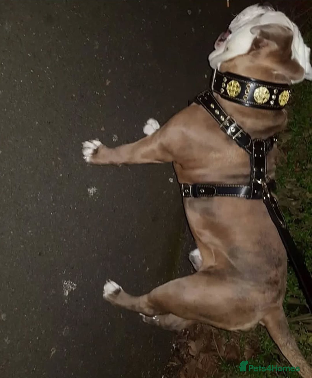 Olde English Bulldogge dogs for stud: Olde English bulldogge stud  - Image 9