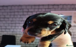 Dachshund dogs for sale: Puppy's - Image 10