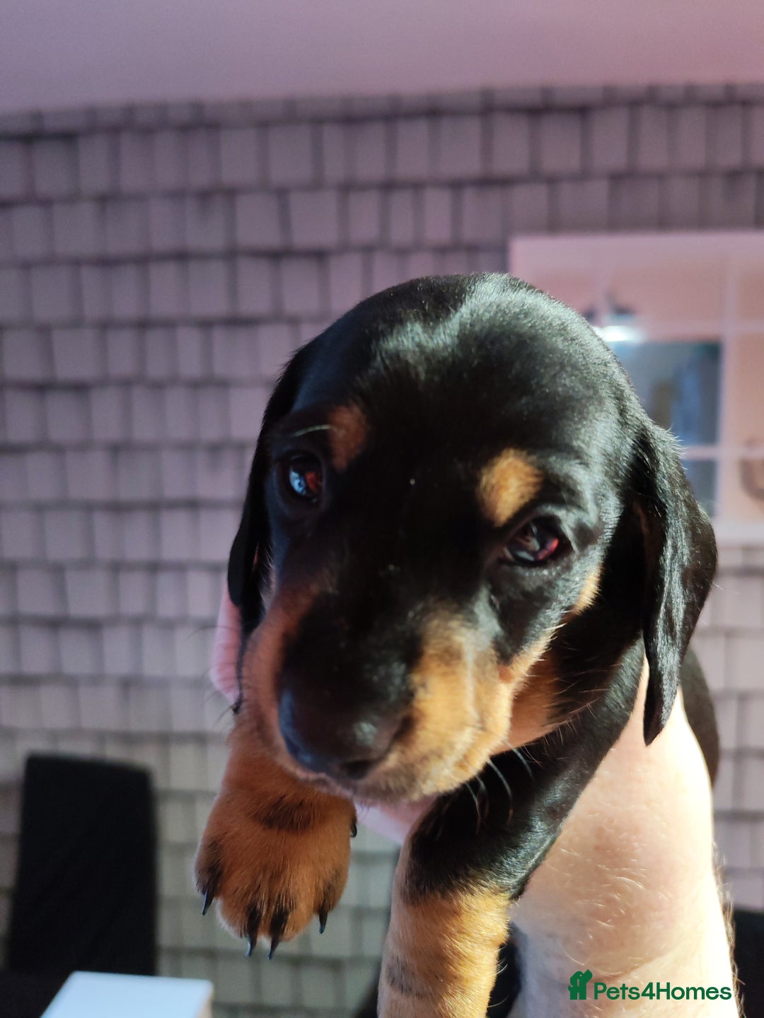 Dachshund dogs for sale: Puppy's - Image 10