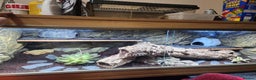 Gecko reptiles for sale: Leopard Gecko and Full enclosure ‼️ - Advert 4
