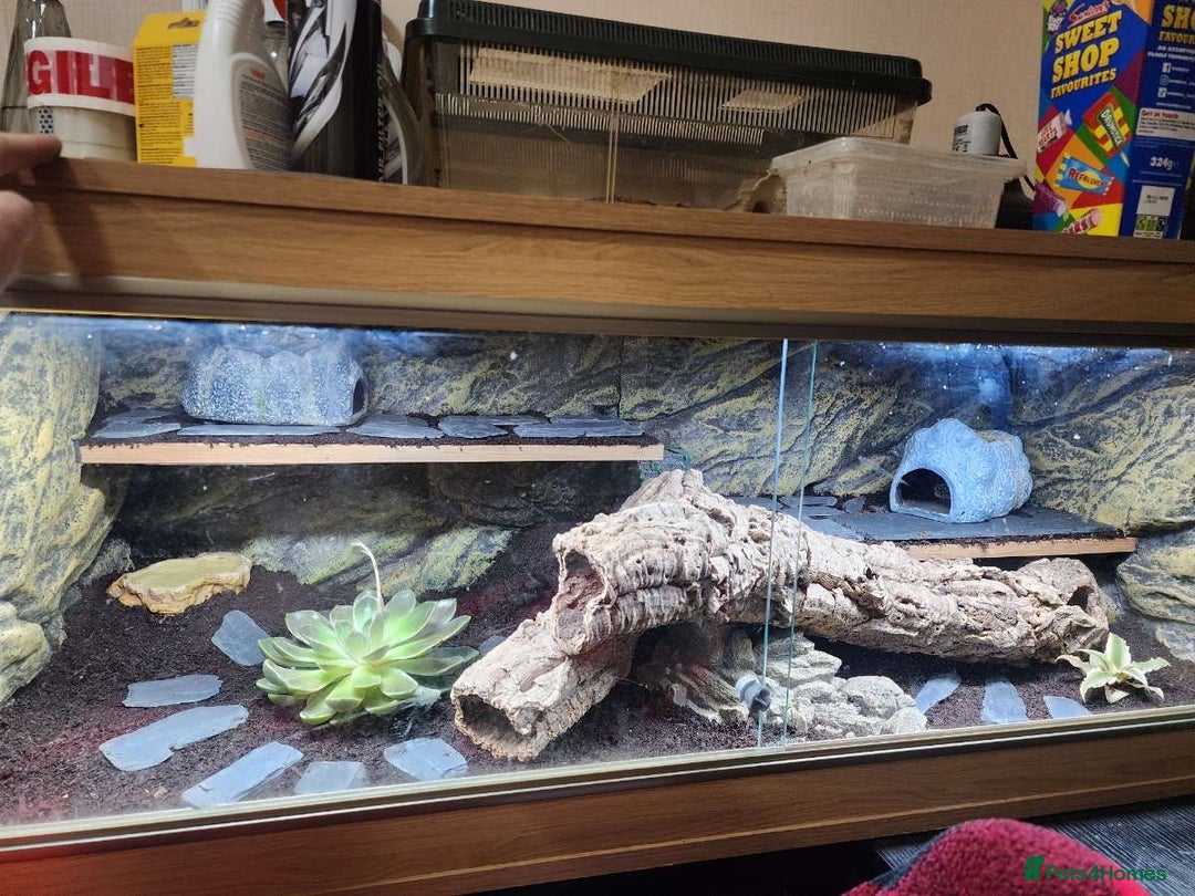 Gecko reptiles for sale: Leopard Gecko and Full enclosure ‼️ - Advert 4