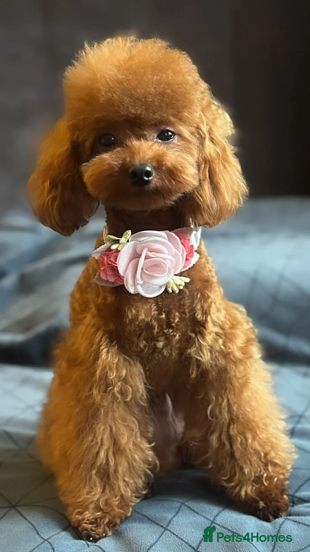 Toy Poodle dogs for sale: Asian Toy Poodle - Advert 2