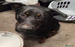 Mixed Breed dogs for sale: Rottie/German shepherd/Belgian malinonis pup - Advert 6