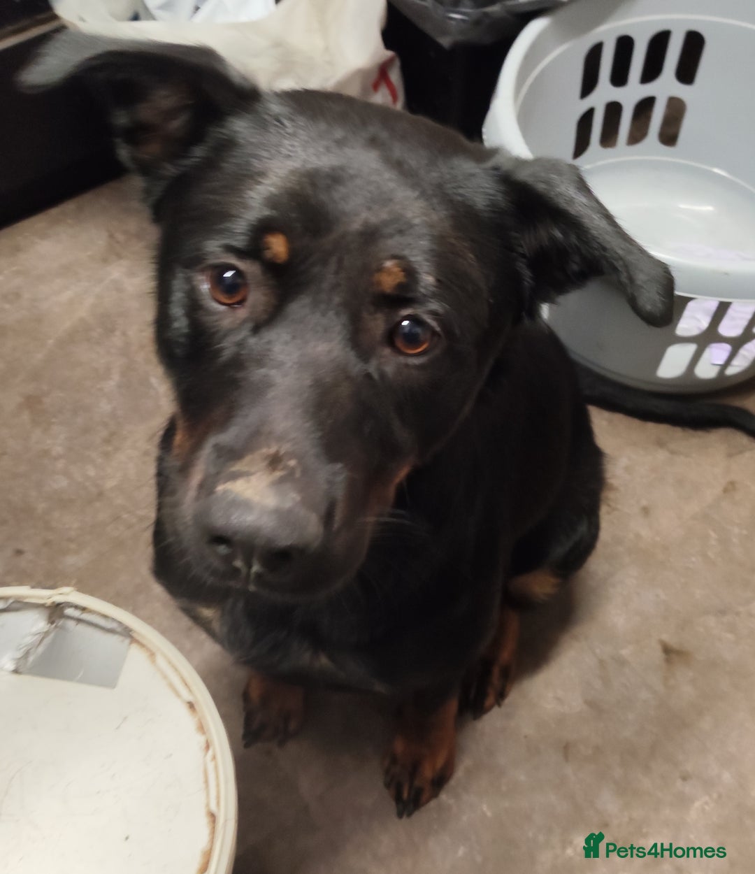 Mixed Breed dogs for sale: Rottie/German shepherd/Belgian malinonis pup - Advert 6