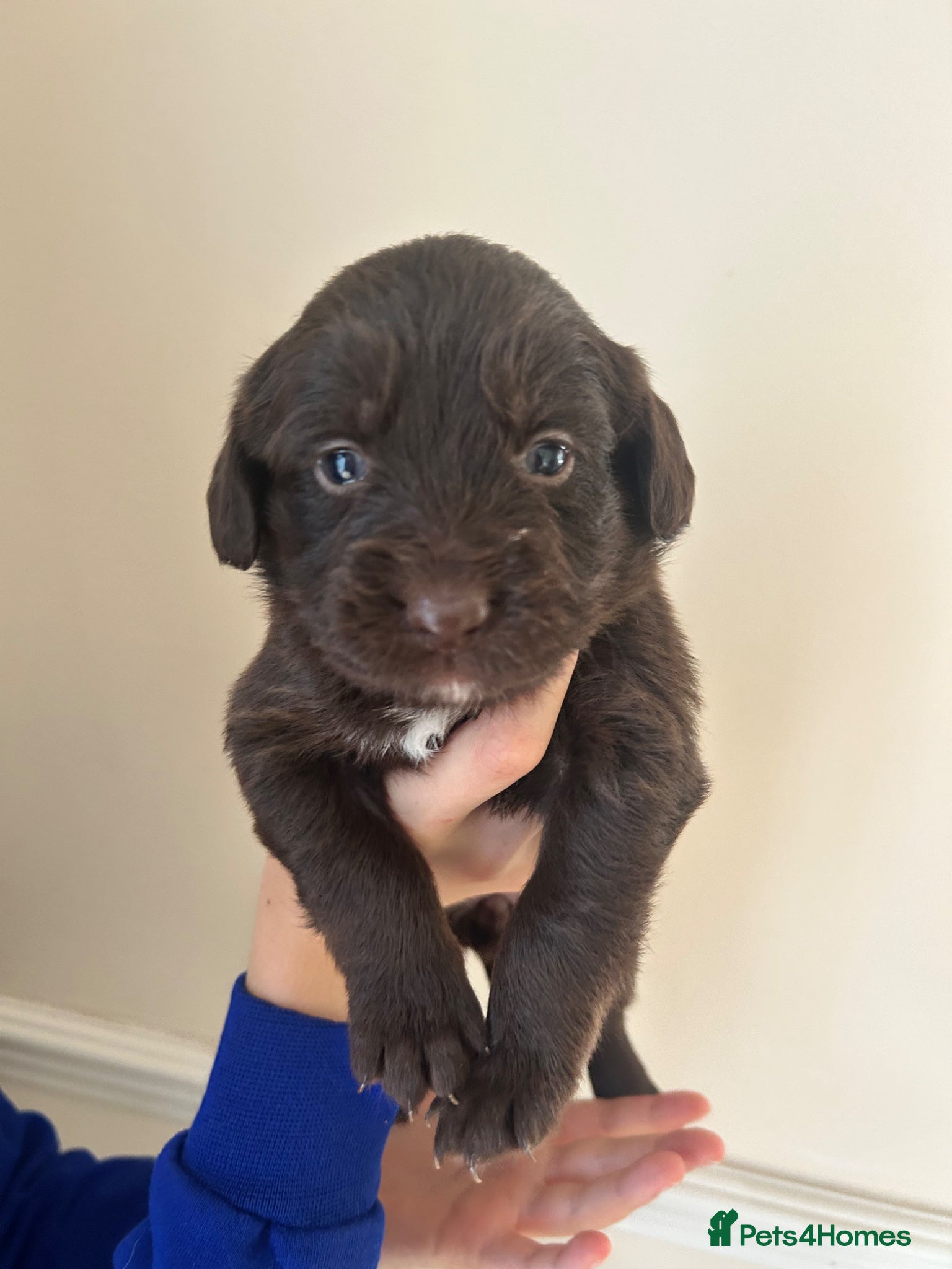 Mixed Breed dogs Borderpoo Puppies – Border collie x cockapoo - Advert 2