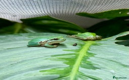 Frog reptiles for sale: European Tree Frogs - Image 1