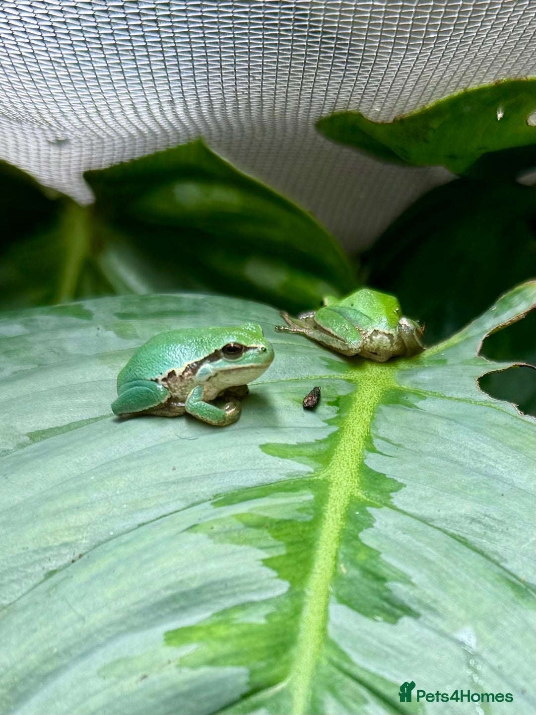Frog reptiles for sale: European Tree Frogs - Image 1