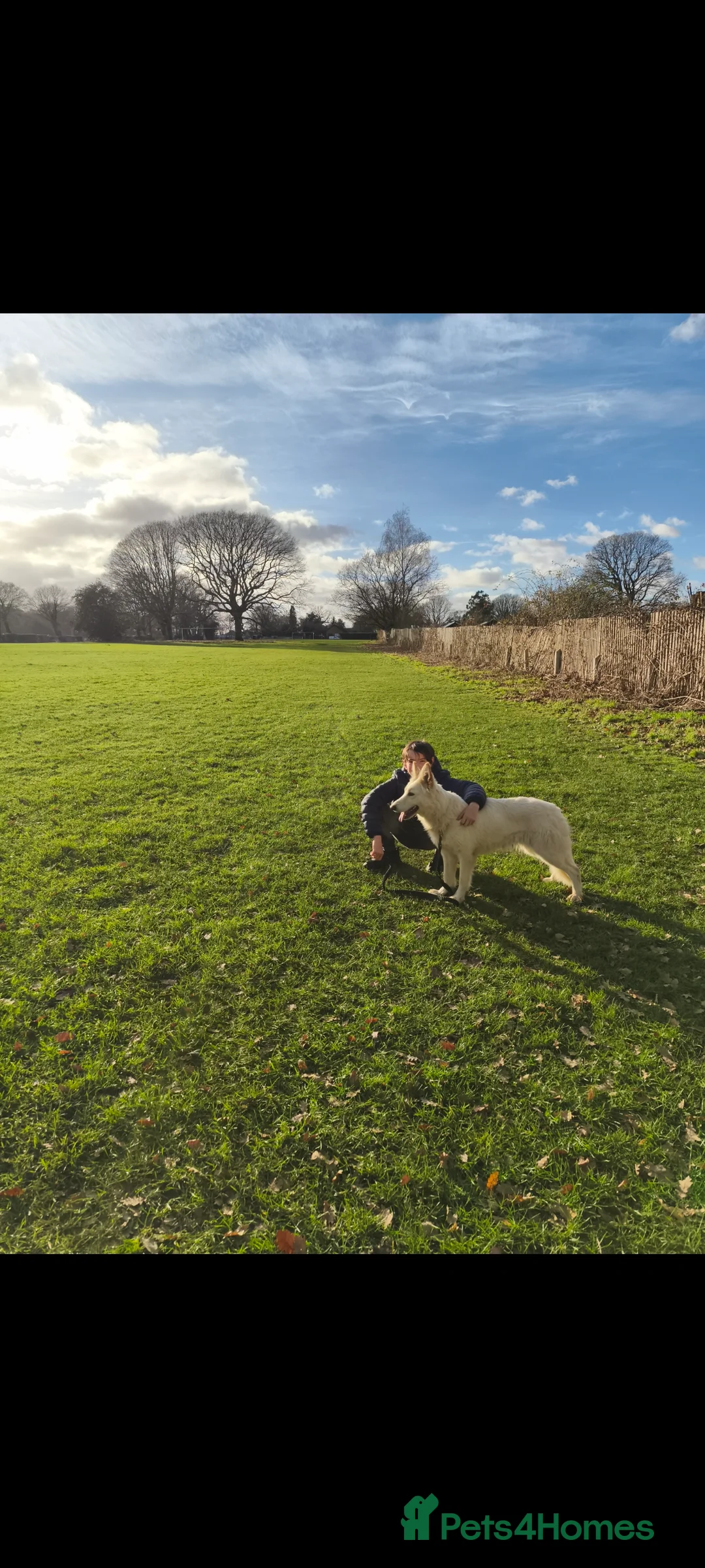 German Shepherd dogs for sale: 2 Female German Shepherd Alsatian Rehome together - Advert 10