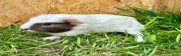 Guinea Pig rodents for sale: Young Guinea pigs  - Advert 15