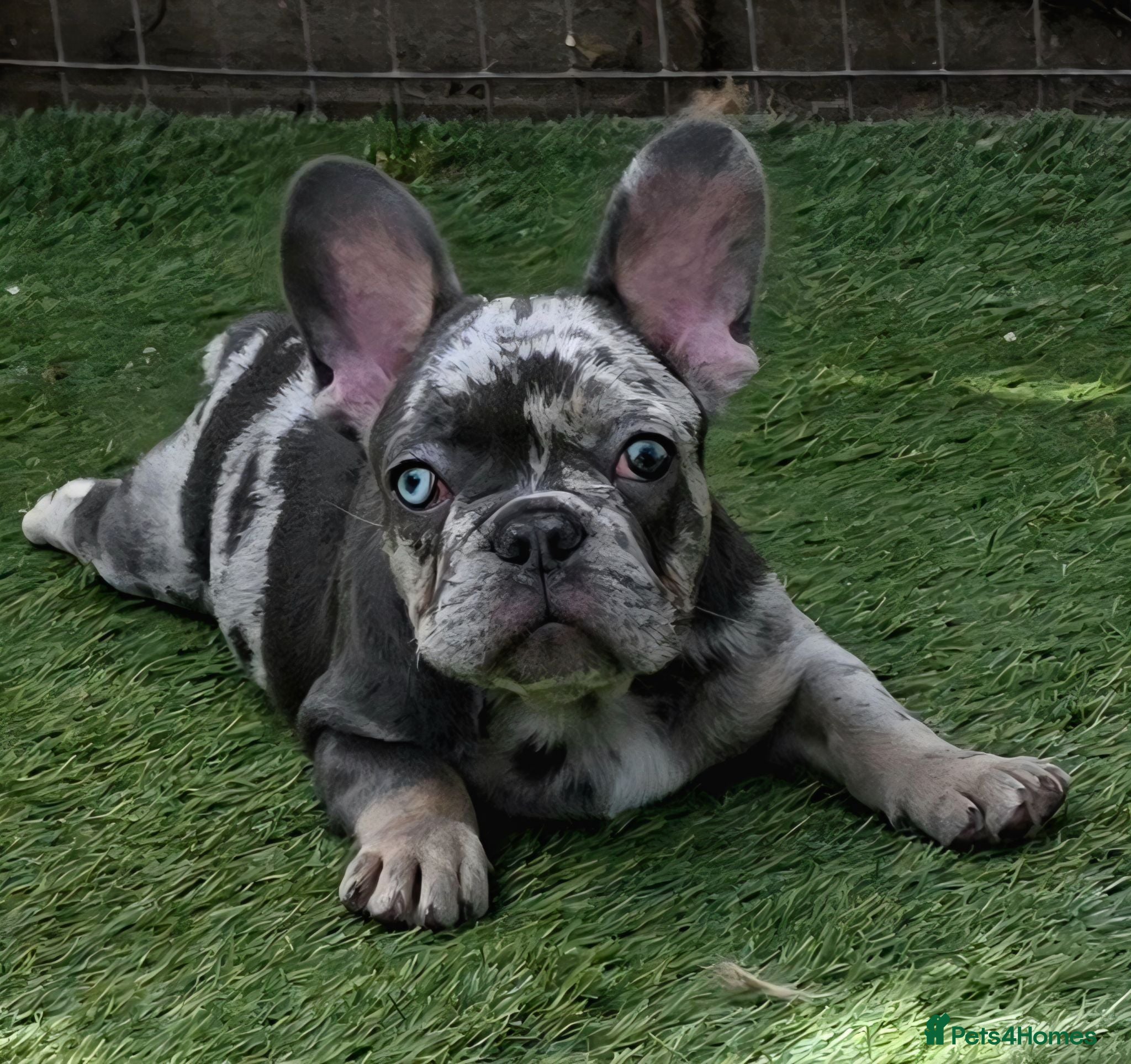 French Bulldog dogs REDUCED Stunning French Bulldog Pups  - Advert 3