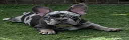 French Bulldog dogs for sale: REDUCED Stunning French Bulldog Pups  - Advert 1