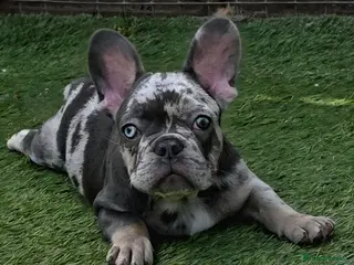 French Bulldog dogs REDUCED Stunning French Bulldog Pups - Advert 3