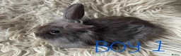 Lionhead rabbits for sale: Baby mini lop lion head rabbits  in Norwich - Advert 3