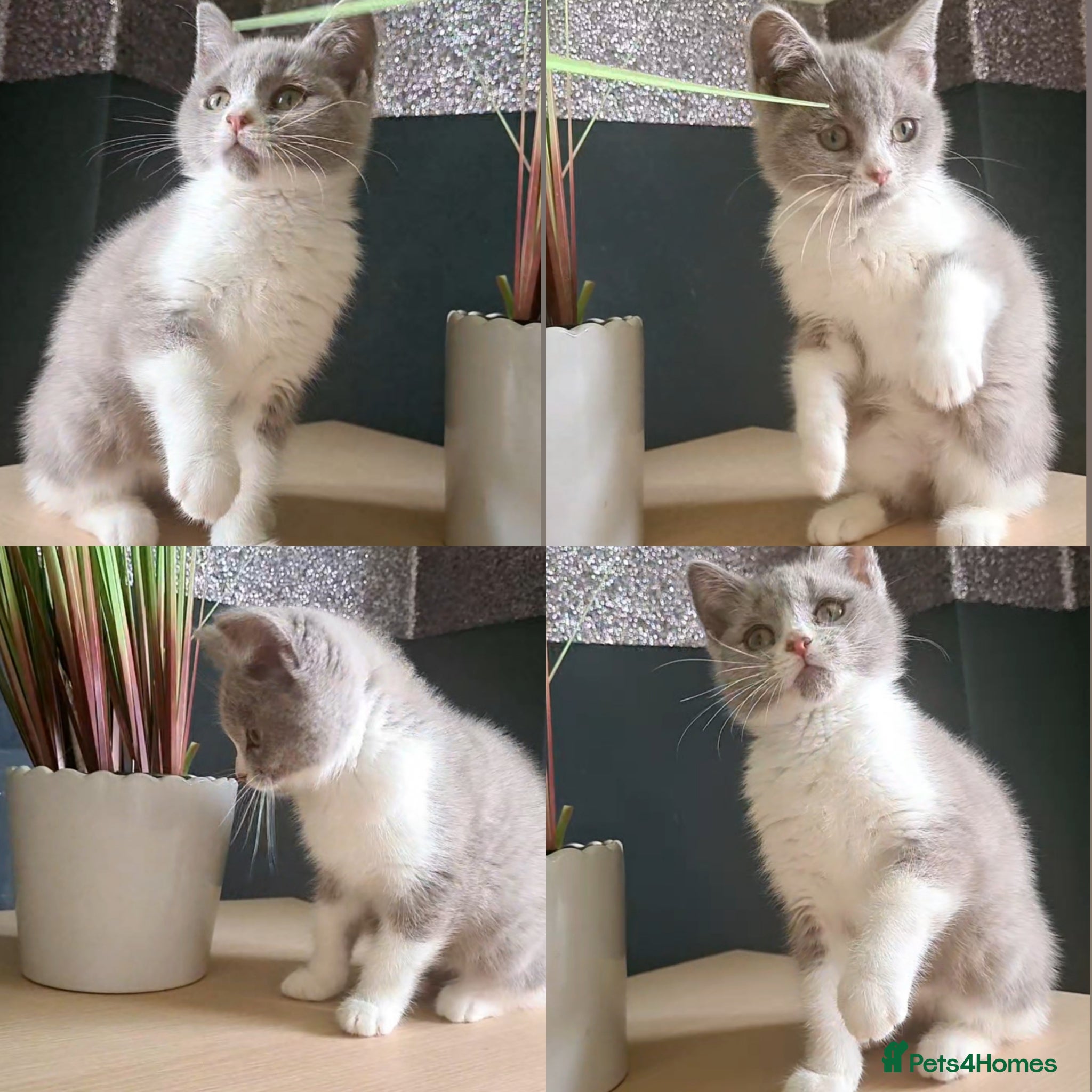 Scottish Fold cats Beautiful kittens 2 left  - Advert 8