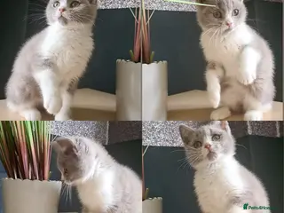 Scottish Fold cats Beautiful kittens 2 left - Advert 3
