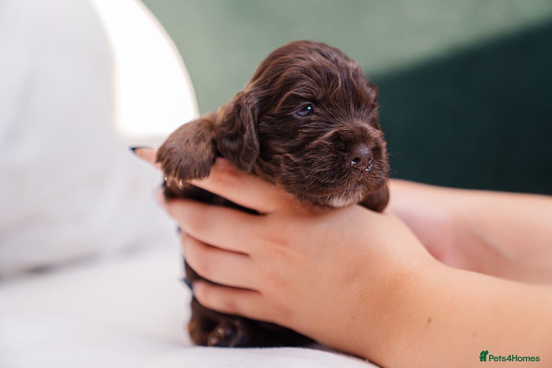 Cocker Spaniel dogs for sale: ✨ Showline Cocker Spaniel puppies for sale ✨ - Image 5