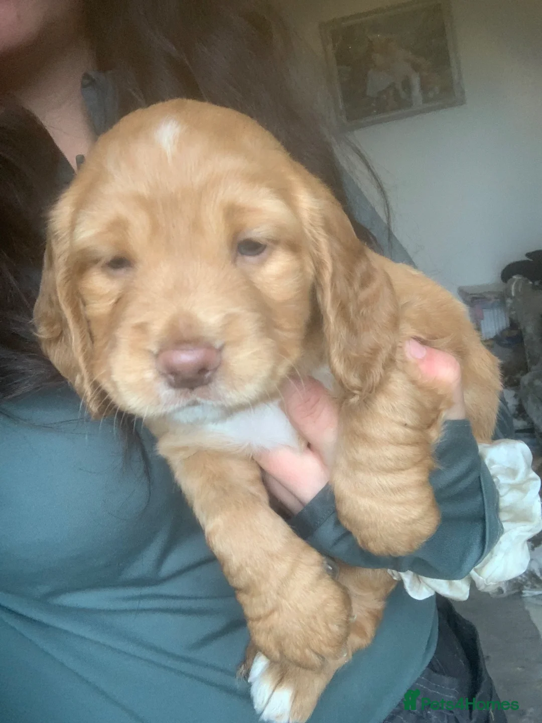 Sprocker dogs for sale: Sprocker spaniel puppies (springer x cocker ) in Brierley Hill - Advert 2