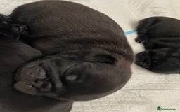 Pug dogs for sale: Two Baby Pugs  - Image 2