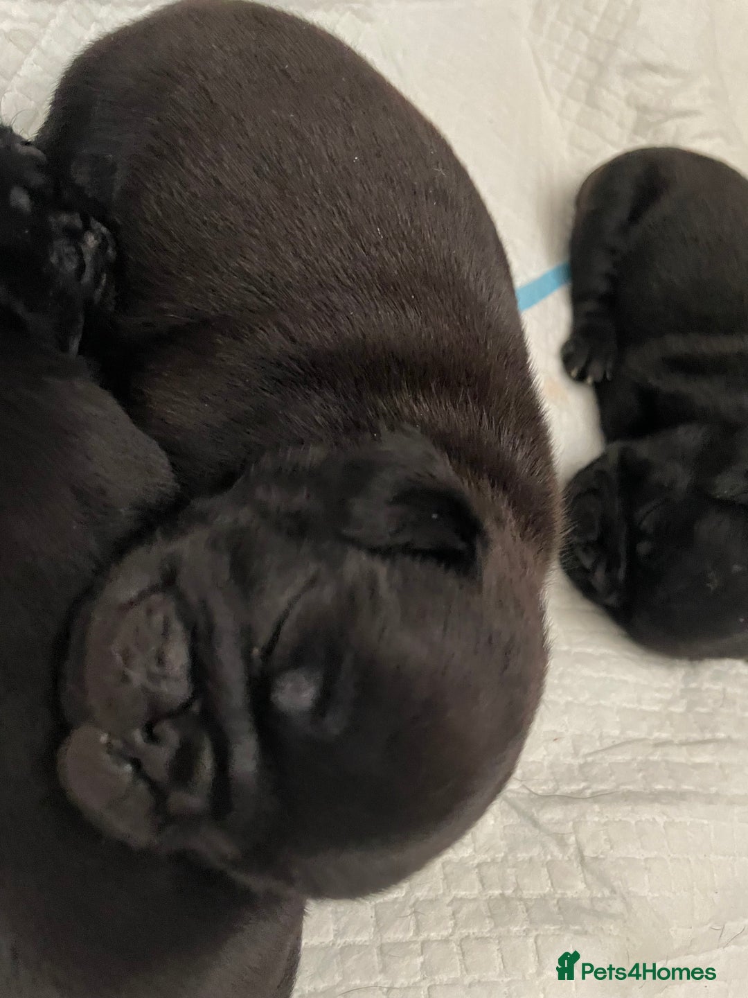Pug dogs for sale: Two Baby Pugs  - Image 2
