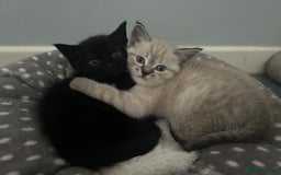 Birman cats for sale: Beautiful pedigree kittens for sale  - Image 5