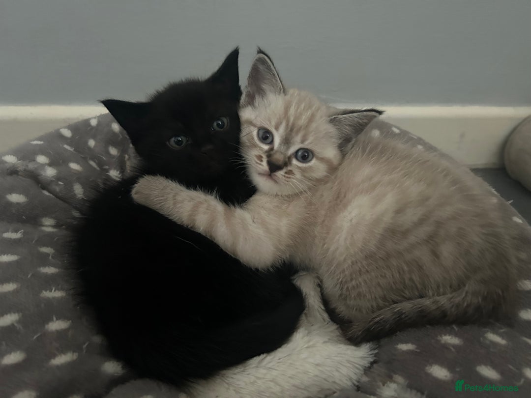 Birman cats for sale: Beautiful pedigree kittens for sale  - Image 5